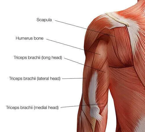 Icarus pose muscles targeted