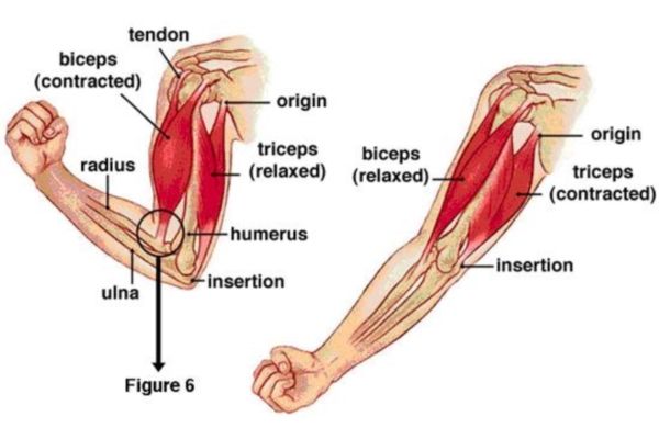 front double bicep muscle groups