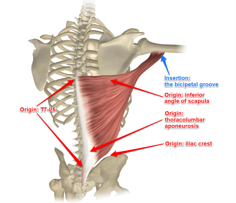 lat spread muscles targeting