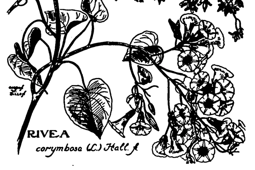 rivea corymbosa drawing diagram